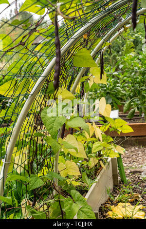Bellevue, Washington, USA. Violett Podded Fadenlos pole Bohnen auf einer gewölbten Gitter gewachsen. Stockfoto