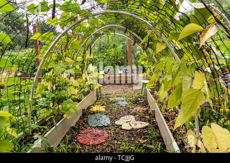 Bellevue, Washington, USA. Violett Podded Fadenlos pole Bohnen auf einer gewölbten Gitter gewachsen. Stockfoto