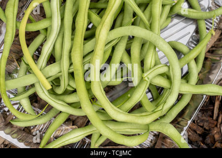 Bellevue, Washington, USA. Frisch Feier Stangenbohnen geerntet. Stockfoto