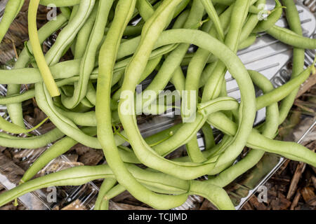 Bellevue, Washington, USA. Frisch Feier Stangenbohnen geerntet. Stockfoto