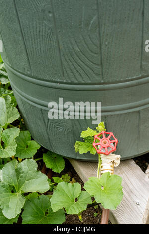 Bellevue, Washington, USA. Regentonne Sammeln von Regenwasser für den Garten nutzen, von Squash Pflanzen umgeben.. Stockfoto