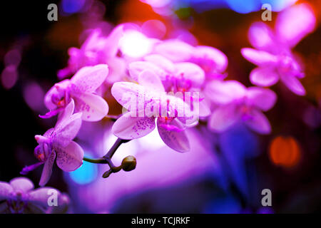 Neon Farben Orchidee Blumen Hintergrund. Dschungel Lila Rosa lichter Zusammensetzung Stockfoto