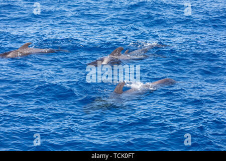 Gruppe von Grindwalen in Atlantik Tenerife Wal Stockfoto