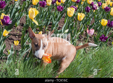 Rot und Weiß Miniatur Bullterrier spielt auf dem Feld mit Tulpen. Drei Monate alt. Heimtiere. Stockfoto