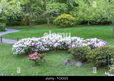 Strahlend weiße Blumen auf einem Seattle Garten. Stockfoto