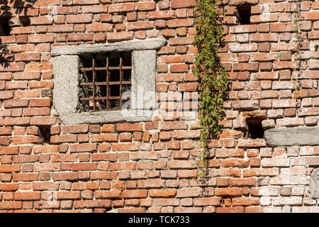 Detail einer mittelalterlichen Mauer mit einem Fenster mit schmiedeeisernen Bars und einem kriechgang Pflanze, Italien, Europa Stockfoto