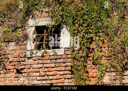 Detail einer mittelalterlichen Mauer teilweise durch einen Kriechgang Pflanzen und mit einem Fenster mit schmiedeeisernen Bars, Italien, Europa abgedeckt Stockfoto