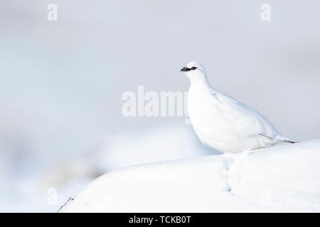 Rock Alpenschneehuhn (Lagopus muta) im Winter Gefieder, sitzt im Schnee, Highlands, Schottland, Großbritannien Stockfoto