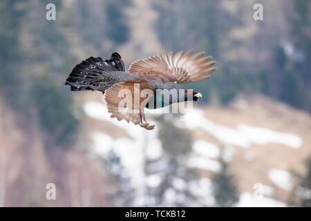 Western Auerhahn (Tetrao urogallus) im Flug, Salzburger Land, Österreich Stockfoto