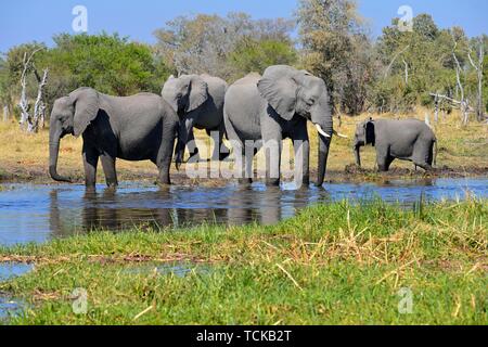 Afrikanische Elefanten (Loxodonta africana) am Khwai River, Moremi Game Reserve, Botswana, Afrika Stockfoto