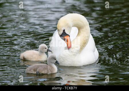 Höckerschwan (Cygnus olor) mit zwei Küken in Wasser, Baden-Württemberg, Deutschland Stockfoto