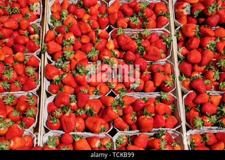Frisch geernteten Erdbeeren zum Verkauf in Teilen in Trays, Baden-Württemberg, Deutschland Stockfoto