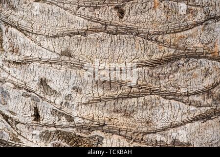 Rinde eines Palm (Palmae), Detail, Granada, Andalusien, Spanien Stockfoto