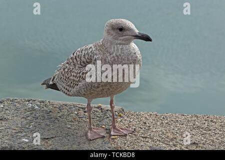 Junge europäische Silbermöwe (Larus argentatus) im Hafen, Padstow, Cornwall, England, Großbritannien Stockfoto