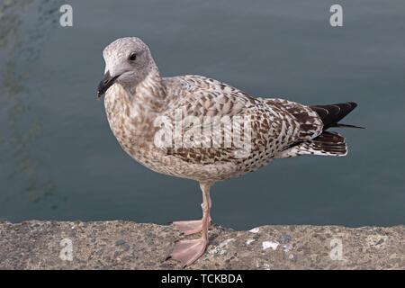 Junge europäische Silbermöwe (Larus argentatus) im Hafen, Padstow, Cornwall, England, Großbritannien Stockfoto