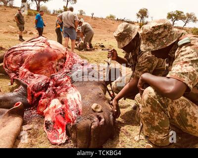 Pochierte weiße Nashörner mit Wildhüter, Wilderei, Krüger Nationalpark, Südafrika Stockfoto