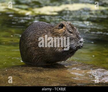 Nutria (Myocastor nutria) Endreinigung Selbst am Wasser, Nordrhein-Westfalen, Deutschland Stockfoto