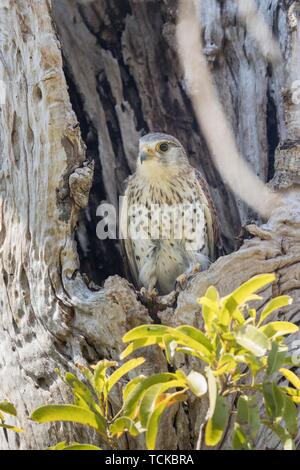 Madagassischen Turmfalke (Falco Newtoni) in einem hohlen Baum, berenty Private Reserve, Madagaskar Stockfoto