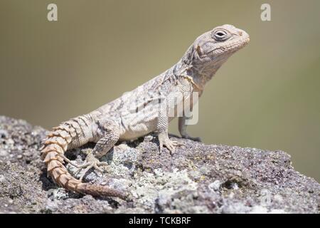 Merrem Madagaskars Swift (Oplurus cyclurus), sitzt auf Felsen, Isalo Nationalpark, Madagaskar Stockfoto