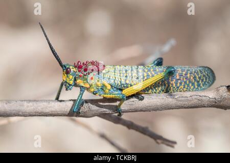 (Regenbogen-Kegelkopfschrecke Phymateus saxosus), auf einem Zweig, Isalo Nationalpark, Madagaskar Stockfoto