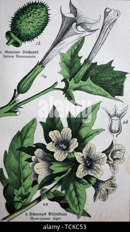 Giftige Pflanzen, Datura stramonium, bekannt unter dem englischen Namen jimsonweed oder Devil's Snare, Hyoscyamus Niger, allgemein bekannt als Bilsenkraut, schwarz Stockfoto