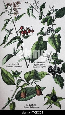 Giftige Pflanzen, Solanum dulcamara, auch als Bittersüße, Bittersüßer Nachtschatten, bitter nightshade, blau bindweed, Amara Dulcis bekannt, Klettern Stockfoto