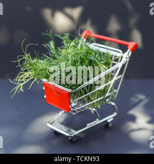 Frische microgreen im Warenkorb auf dem dunklen Hintergrund Stockfoto