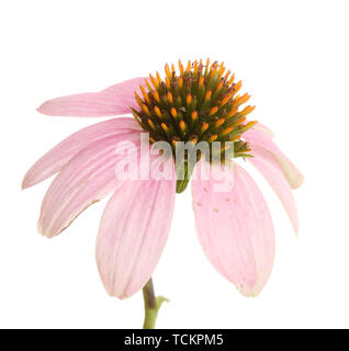 Lila echinacea, isoliert auf weißem Stockfoto