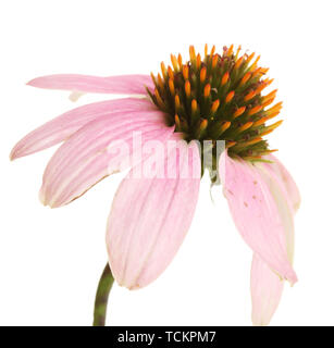 Lila echinacea, isoliert auf weißem Stockfoto