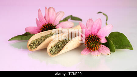 Lila echinacea Blumen und getrocknete Kräuter auf rosa Hintergrund Stockfoto