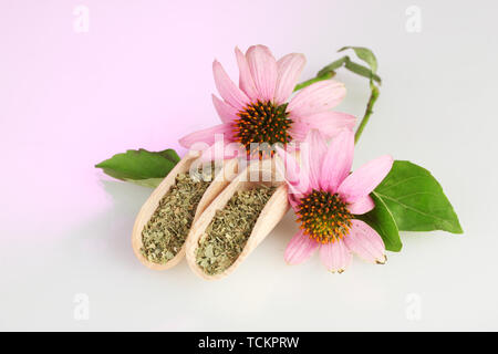 Lila echinacea Blumen und getrocknete Kräuter auf rosa Hintergrund Stockfoto