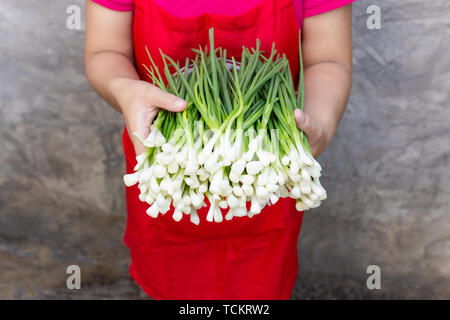 Frau Hand hält frisch grün Frühlingszwiebeln auf grauem Hintergrund. Stockfoto