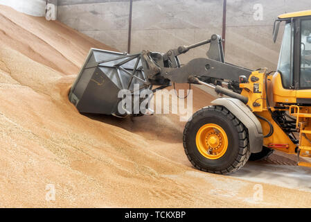 Bagger Schaufel laden Korn. Grossen Haufen von Korn in einem Lagerhaus in der Lebensmittelindustrie geeignet. Stockfoto