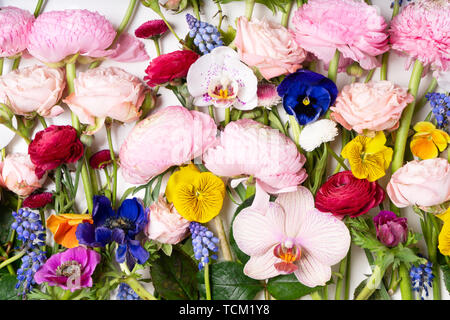 Ranunculus flach Zusammensetzung Stockfoto