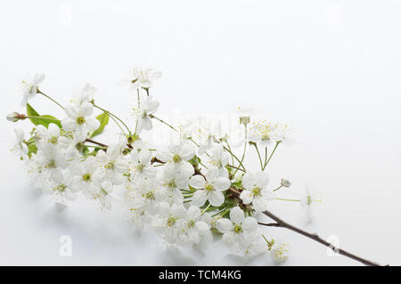 Zweig der Kirsche Blüte auf einem weißen Hintergrund. Stockfoto