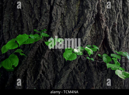 Lime Tree Branch wuchs auf einem alten Baumstamm. Verwittert und rissige Baumrinde Hintergrund. Grüne Blätter close-up Stockfoto