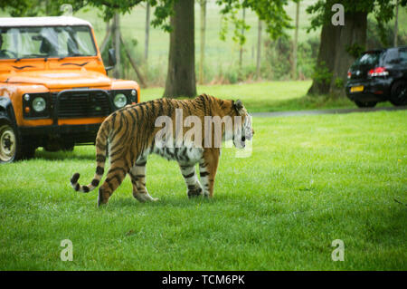 Amur Tiger (Panthera tigris) in Safari Park Stockfoto