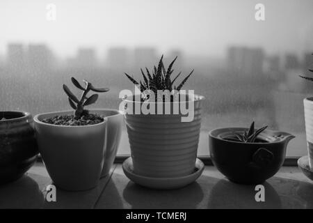 Kleine Topfpflanze Stockfoto