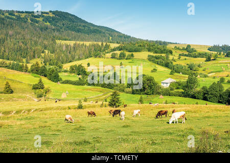 Rinder grasen Wiese in den Bergen. ländlichen Gebieten und das Dorf auf dem Hügel in der Ferne. schönen Sommer morgen der Ukrainischen Karpaten Landschaft Stockfoto