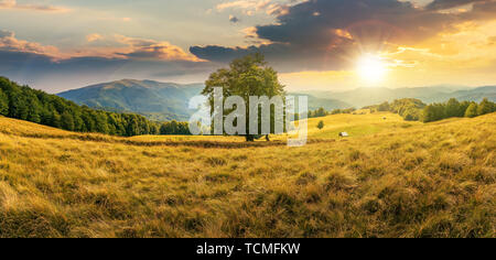 Buche auf der Wiese in die Berge bei Sonnenuntergang. Wald um den Hang. schönen Sommer Landschaft der Karpaten Landschaft. Bergrücken in der di Stockfoto