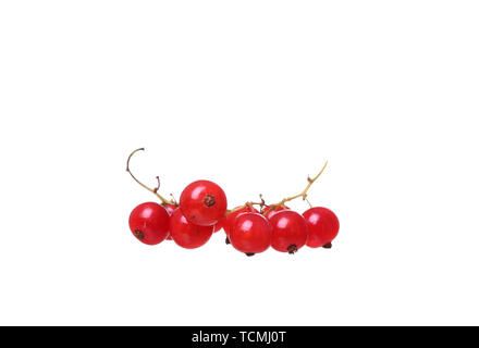 Zweige von Berry rote Johannisbeeren auf weißem Hintergrund Stockfoto