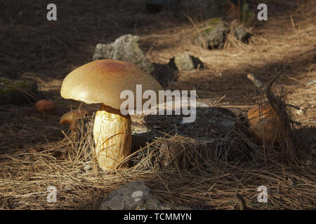 Close-up von sphärischen orange Pilze auf einem mit Pinien stumpf von Tannennadeln und Steinen umgeben. Stockfoto