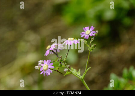 Violette Blumen (dimorphotheca) mit grünem Hintergrund verlassen. Wild Teneriffa Anlage. Kanarische Inseln, Spanien Stockfoto