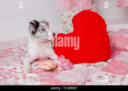 Australian Shepherd Aussie, 3 Monate alt, sitzt gegen romantischen rosa Dekorationen. Kleine Prinzessin Stockfoto