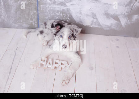 Border Collie, 3 Monate alt, auf dem Boden sitzend mit holzschild Glücklich, Taschenlampen Stockfoto