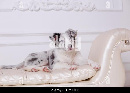 Border Collie, 3 Monate alt, sitzt auf dem Bett, weiße Bettwäsche, Taschenlampen Stockfoto
