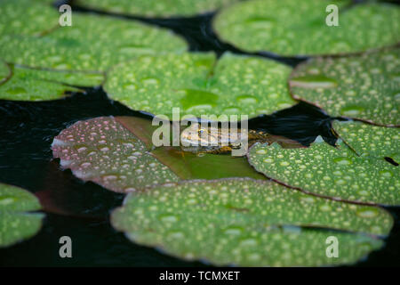 Kröte sitzen auf einer Seerose im Regen. ein Frosch auf einem Lotusblatt ruht Stockfoto