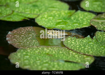 Kröte sitzen auf einer Seerose im Regen. ein Frosch auf einem Lotusblatt ruht Stockfoto