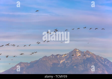 Vogelschwarm Segelfliegen in der Luft mit bewölktem blauen Himmel im Hintergrund Stockfoto