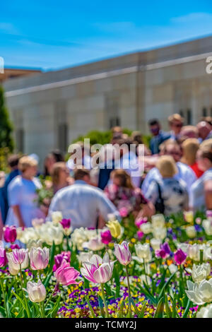Herrlich weiss und lila Tulpen blühen unter Sonneneinstrahlung im Frühjahr Stockfoto
